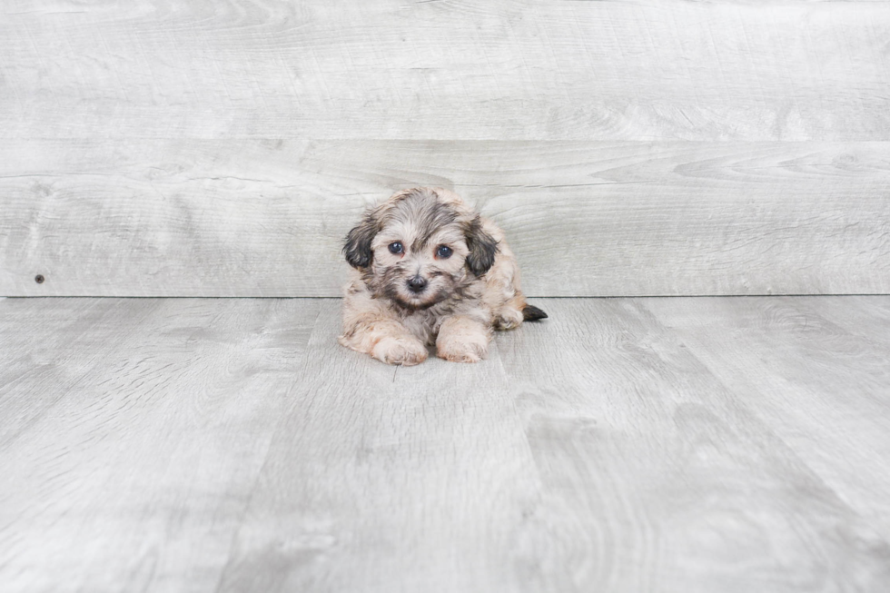 Teddy Bear Pup Being Cute