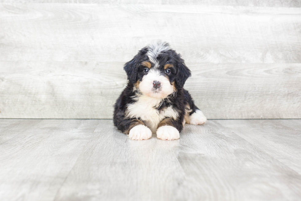 Mini Bernedoodle Pup Being Cute