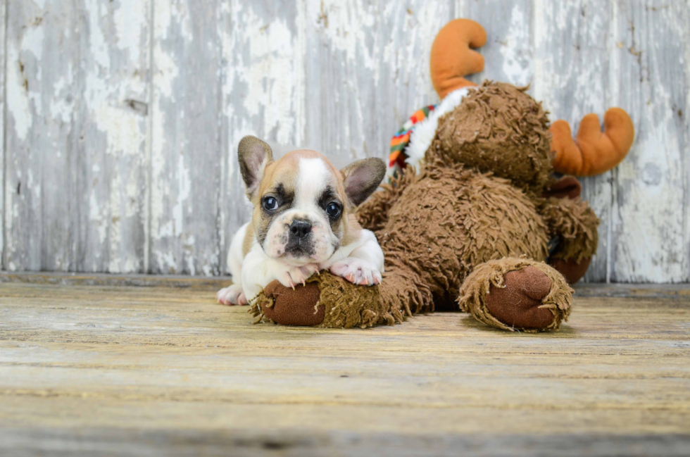 Best French Bulldog Baby