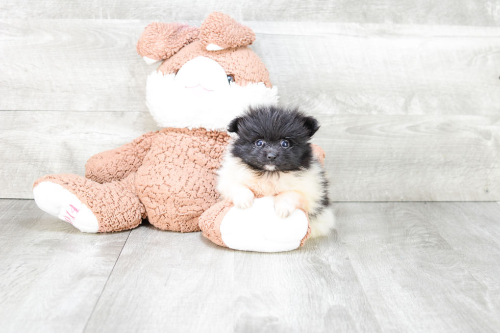 Fluffy Pomeranian Purebred Puppy