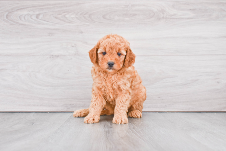 Mini Goldendoodle Pup Being Cute