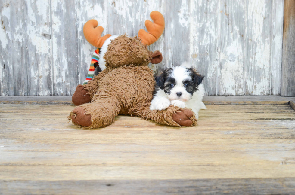 Teddy Bear Pup Being Cute