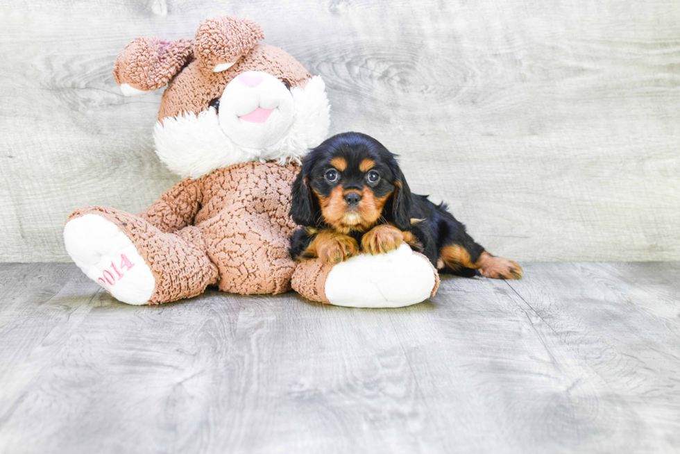 Cavalier King Charles Spaniel Pup Being Cute