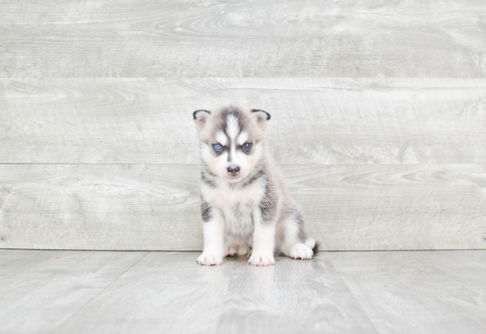 Pomsky Puppy for Adoption