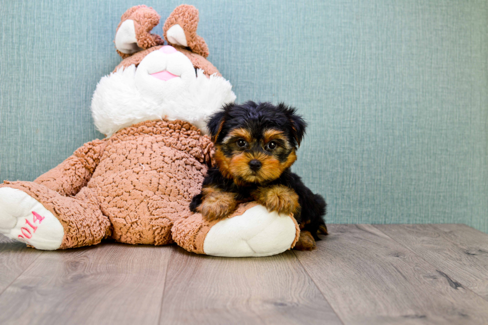 Meet Bella - our Yorkshire Terrier Puppy Photo 