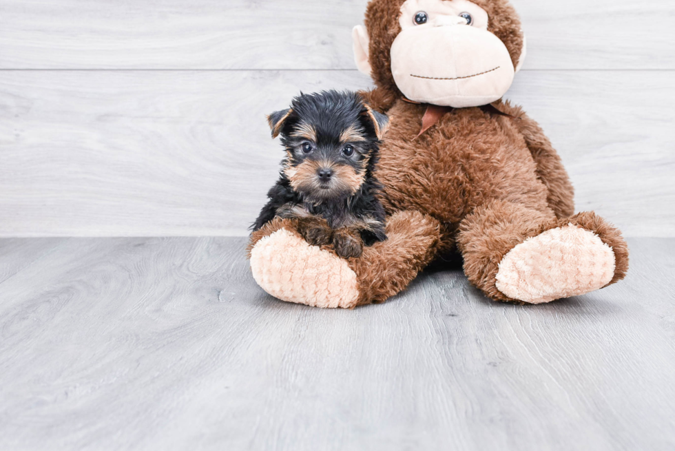 Meet Luke - our Yorkshire Terrier Puppy Photo 