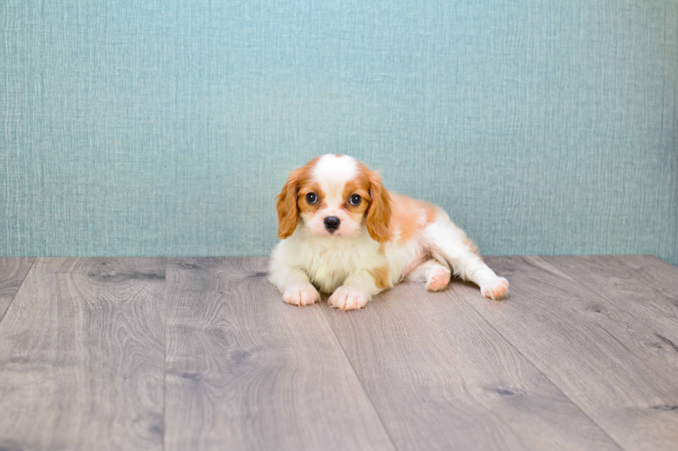 Friendly Cavalier King Charles Spaniel Purebred Pup