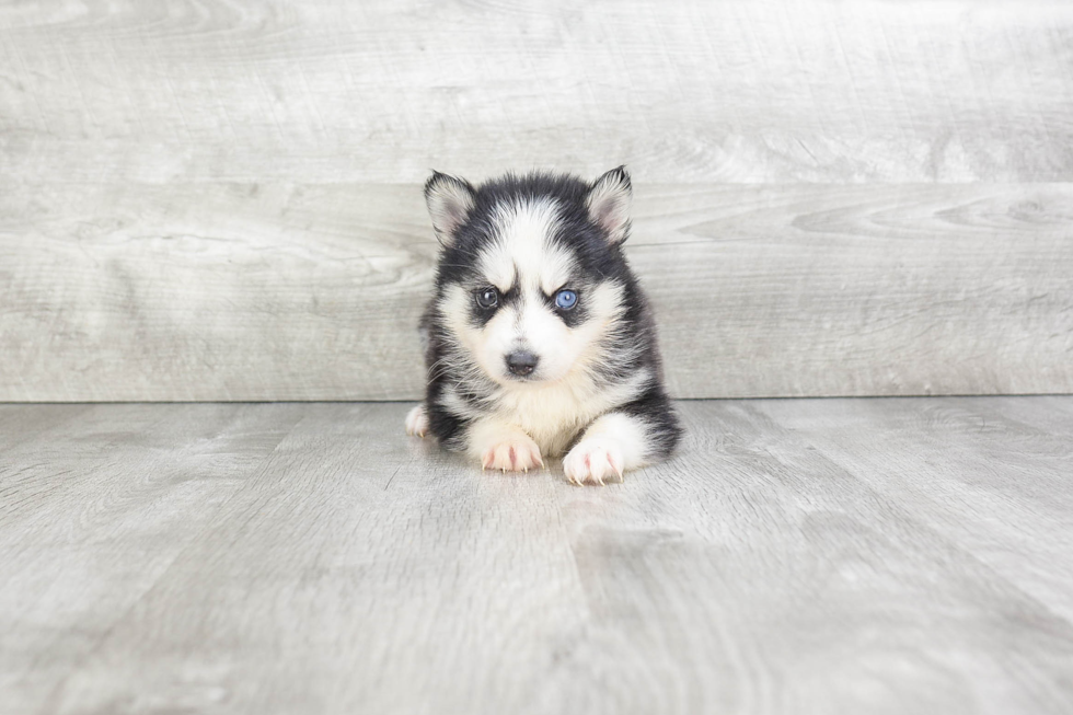 Best Pomsky Baby