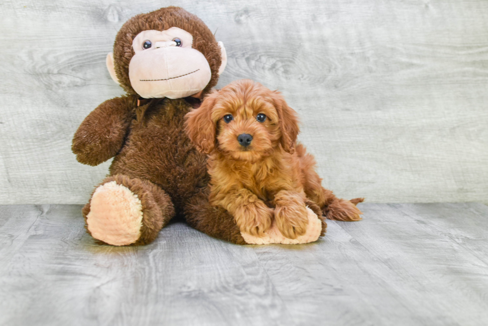 Cavapoo Puppy for Adoption