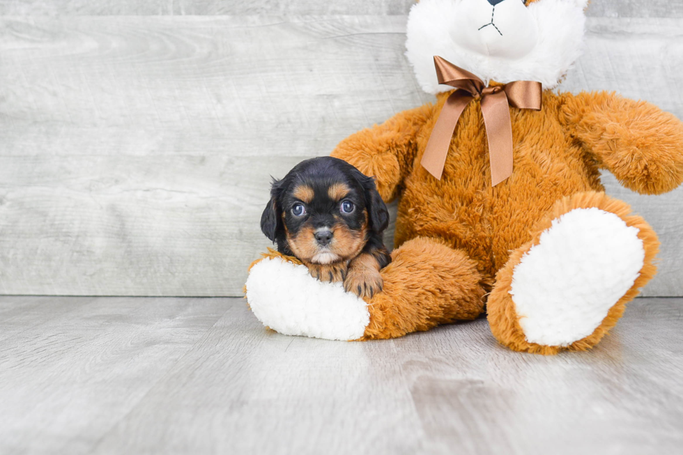 Cavalier King Charles Spaniel Puppy for Adoption