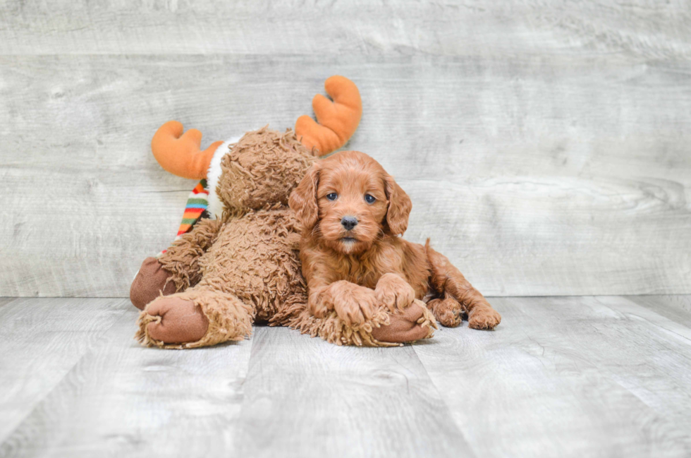 Funny Cockapoo Poodle Mix Pup