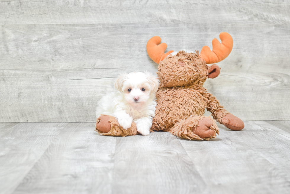 Smart Maltipoo Poodle Mix Pup