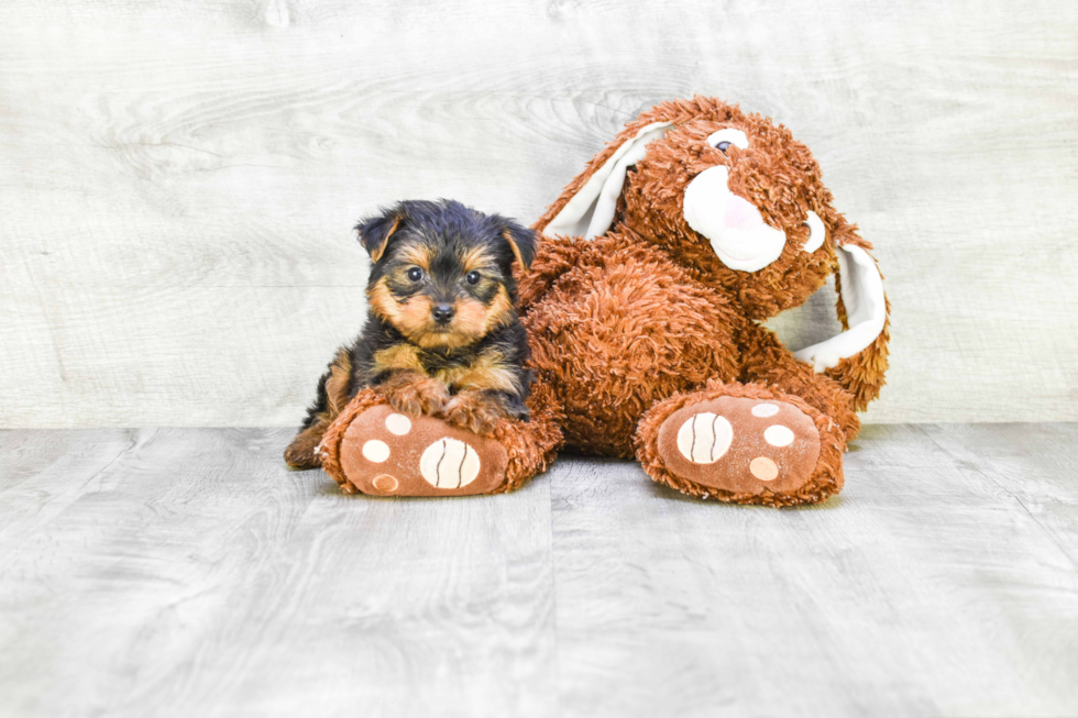 Meet Timmy - our Yorkshire Terrier Puppy Photo 