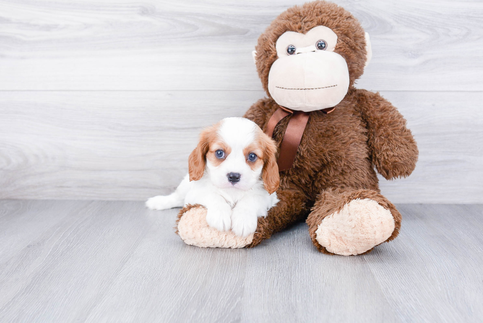 Cavalier King Charles Spaniel Puppy for Adoption