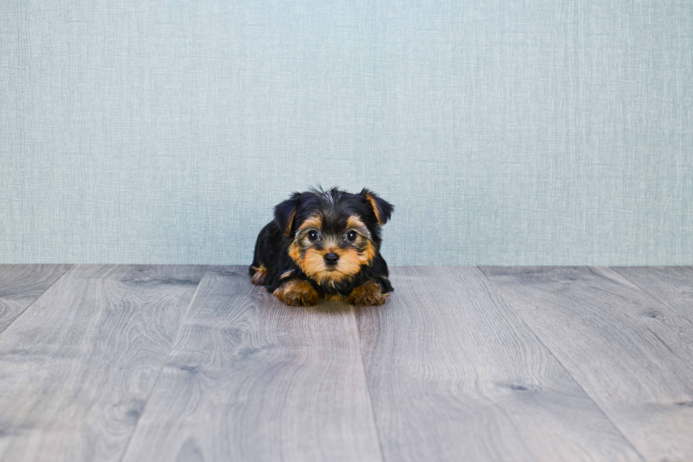 Meet Goldie - our Yorkshire Terrier Puppy Photo 