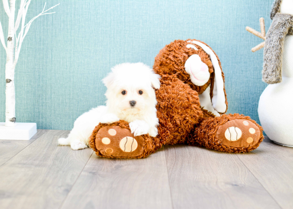 Meet Teacup-Madison - our Maltese Puppy Photo 