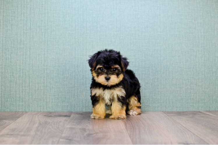 Petite Morkie Designer Pup