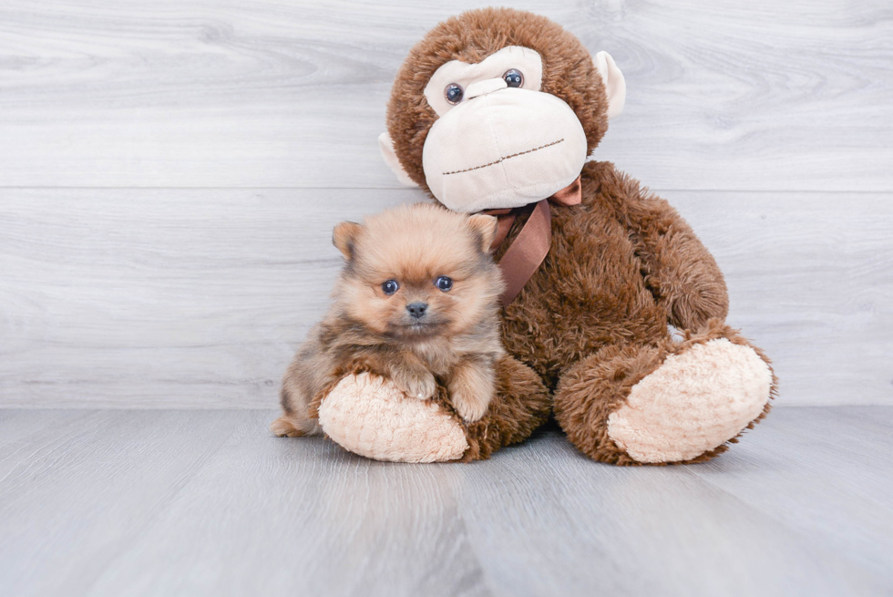 Energetic Pomeranian Purebred Puppy