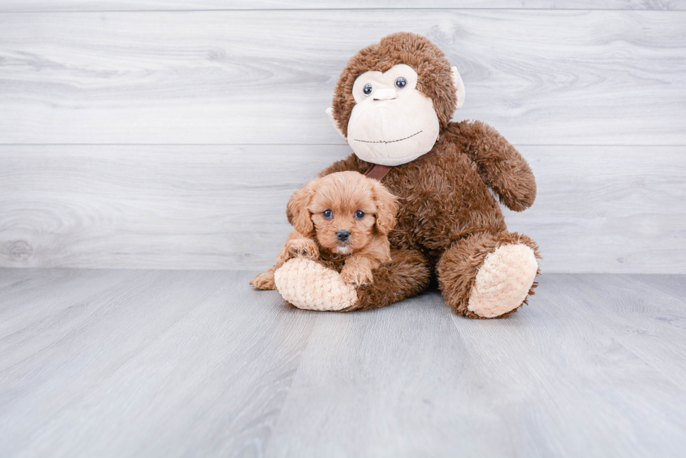 Cavapoo Puppy for Adoption