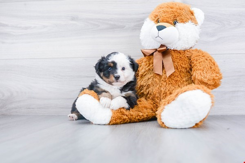 Funny Mini Aussiedoodle Poodle Mix Pup