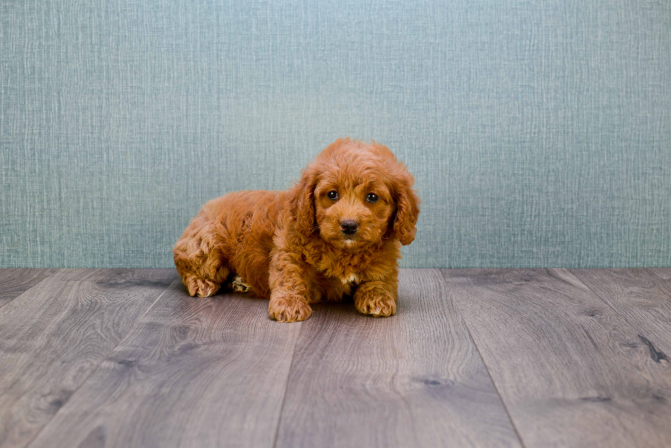 Funny Mini Goldendoodle Poodle Mix Pup