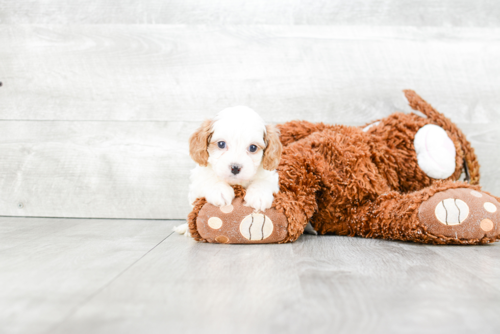 Cavapoo Pup Being Cute