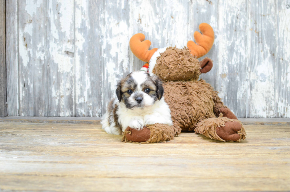 Popular Teddy Bear Designer Pup