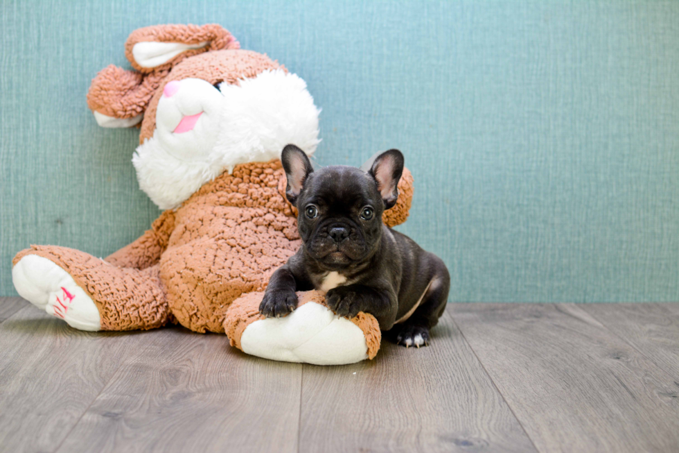 Cute Frenchie Purebred Puppy