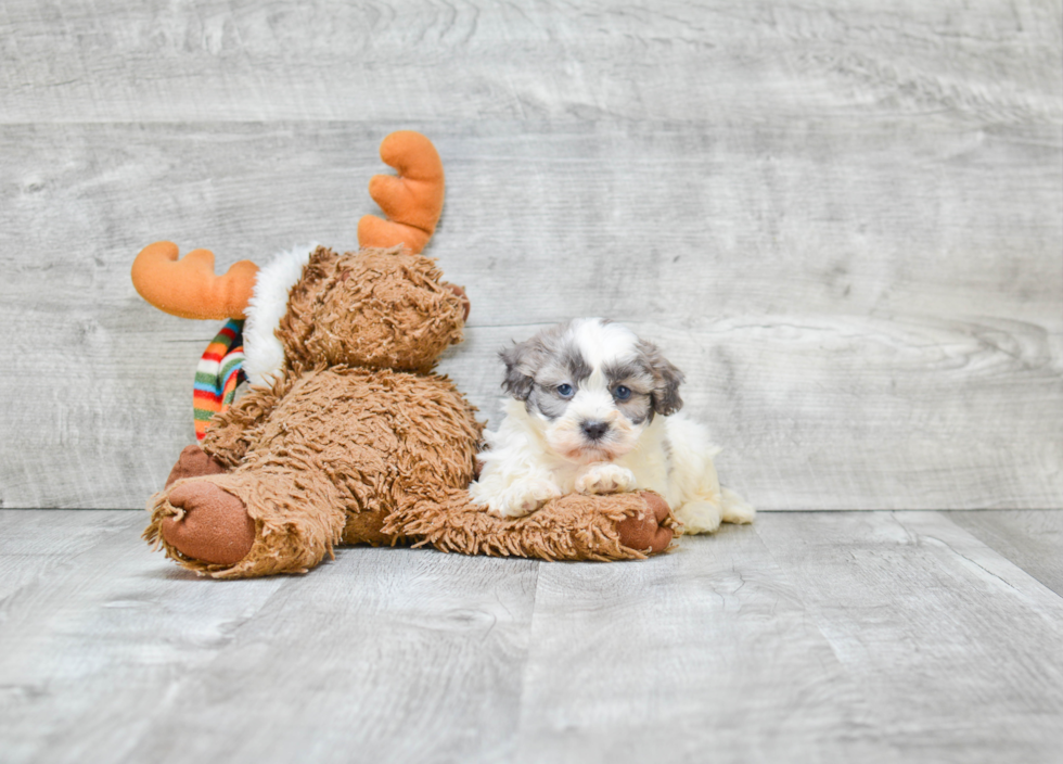 Adorable Shitzu Designer Puppy