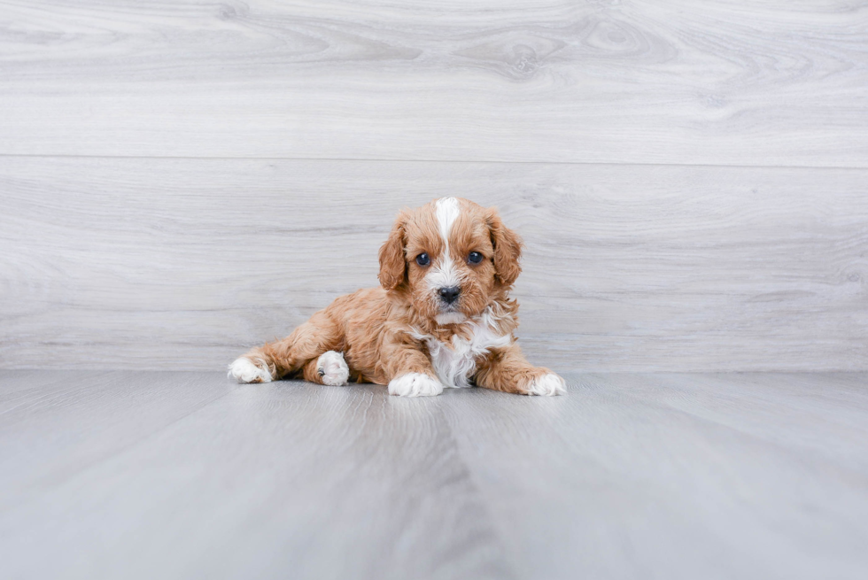 Hypoallergenic Cavoodle Poodle Mix Puppy