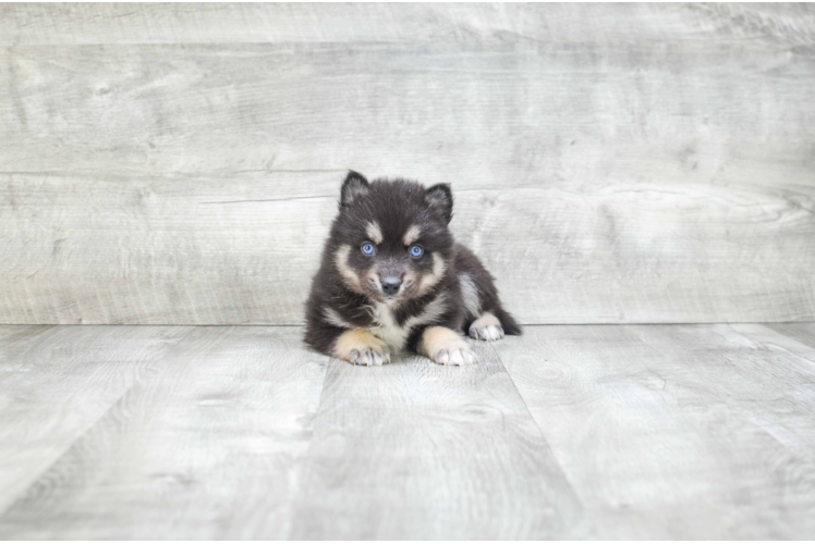 Best Pomsky Baby