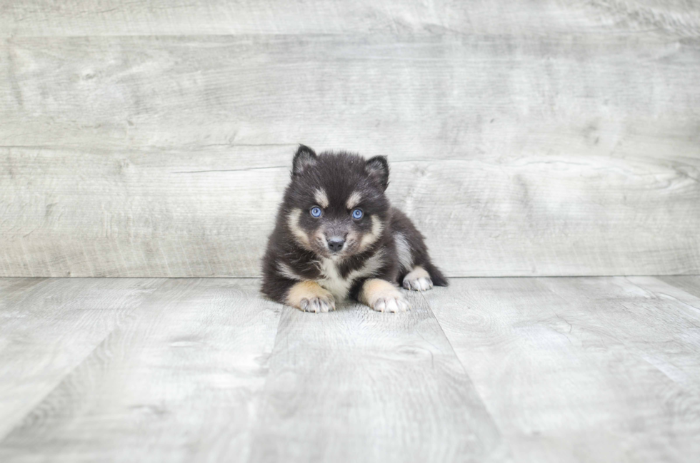 Best Pomsky Baby