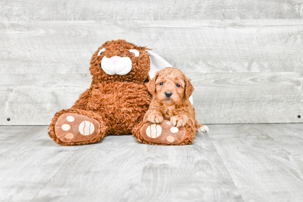 Smart Mini Goldendoodle Poodle Mix Pup