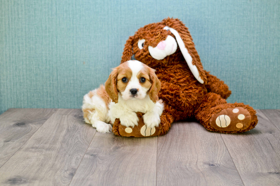 Small Cavalier King Charles Spaniel Purebred Pup