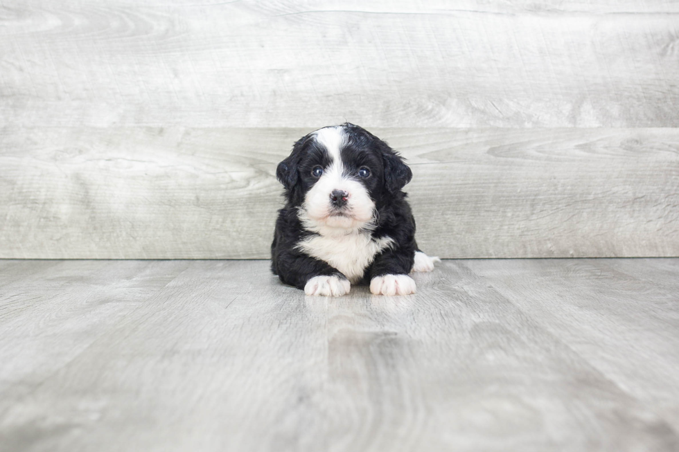 Little Mini Berniedoodle Poodle Mix Puppy