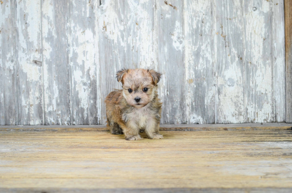 Morkie Pup Being Cute