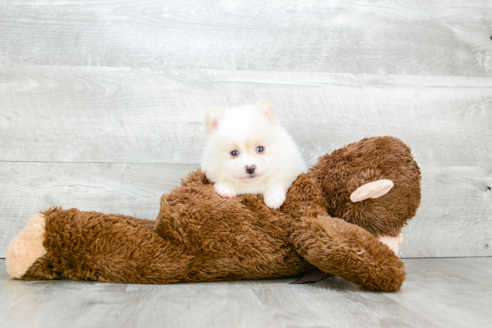 Pomeranian Pup Being Cute