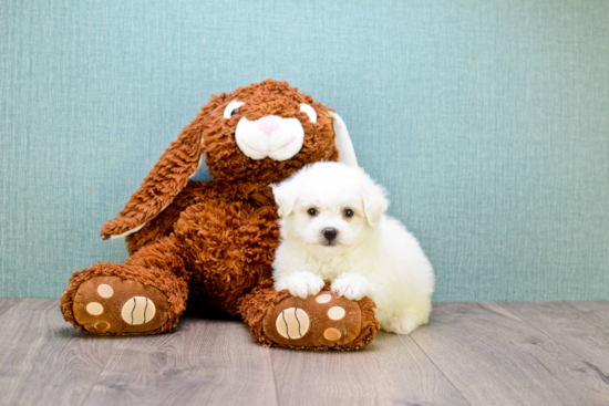 Maltipoo Puppy for Adoption