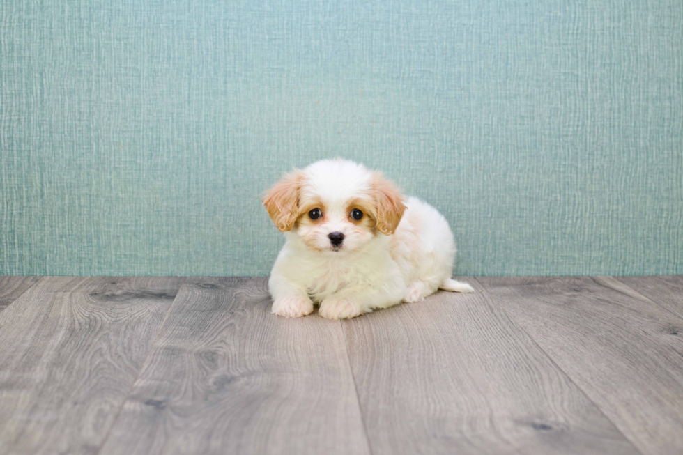 Cavachon Pup Being Cute