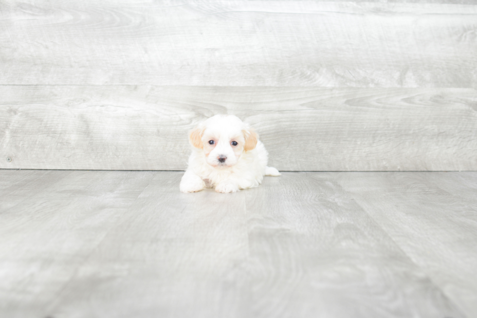 Maltipoo Puppy for Adoption