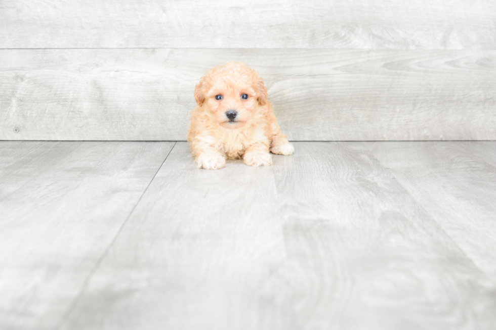 Petite Maltipoo Poodle Mix Pup