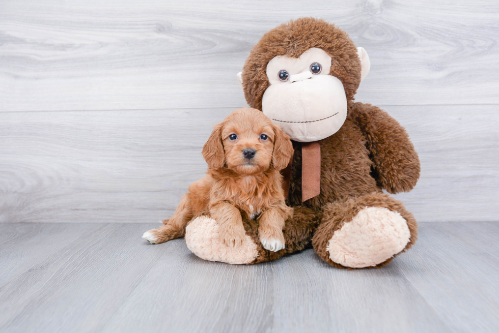 Popular Mini Goldendoodle Poodle Mix Pup