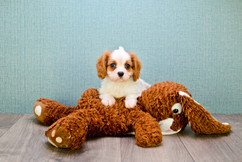 Cavalier King Charles Spaniel Pup Being Cute