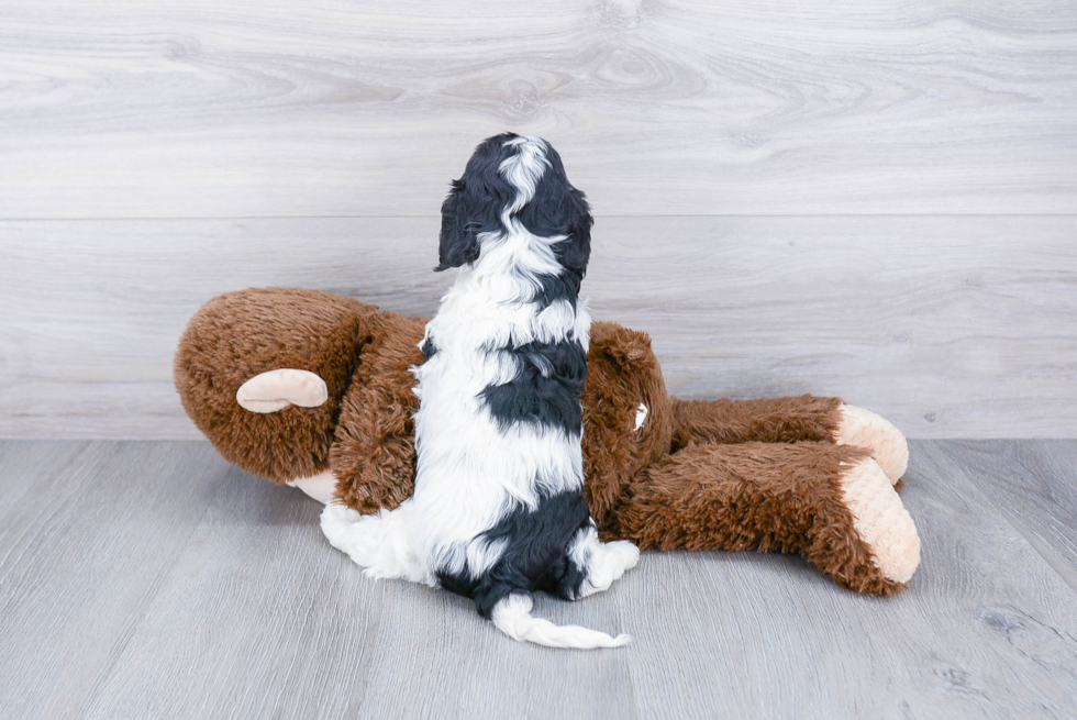 Adorable Cavoodle Poodle Mix Puppy