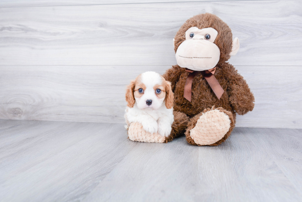 Small Cavalier King Charles Spaniel Purebred Pup