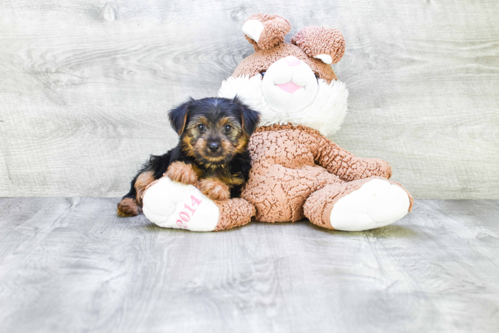 Meet Joey - our Yorkshire Terrier Puppy Photo 