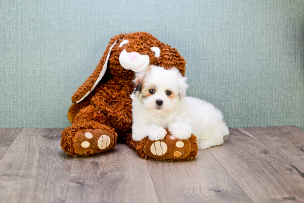 Teddy Bear Pup Being Cute