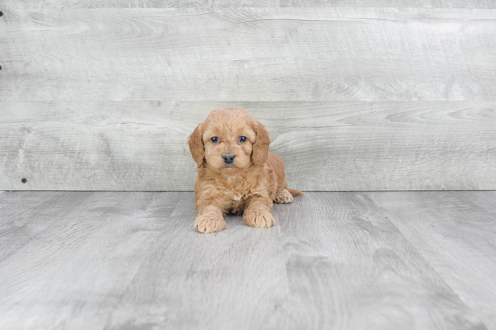 Sweet Mini Goldendoodle Baby