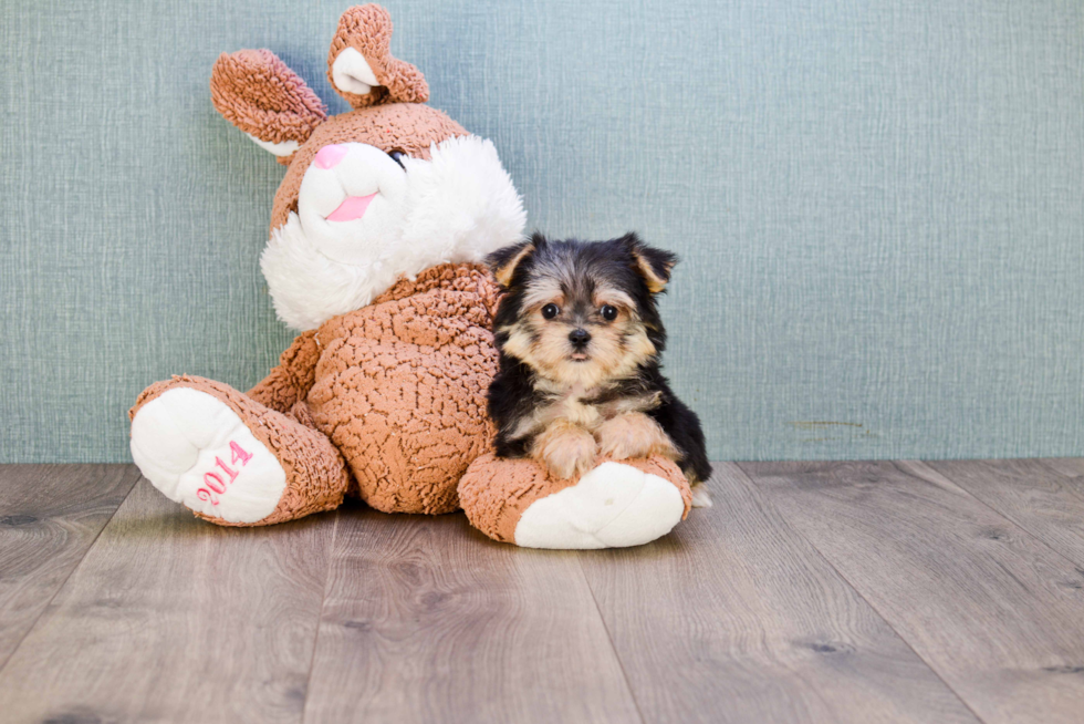 Morkie Puppy for Adoption