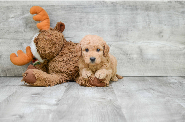 Best Mini Goldendoodle Baby